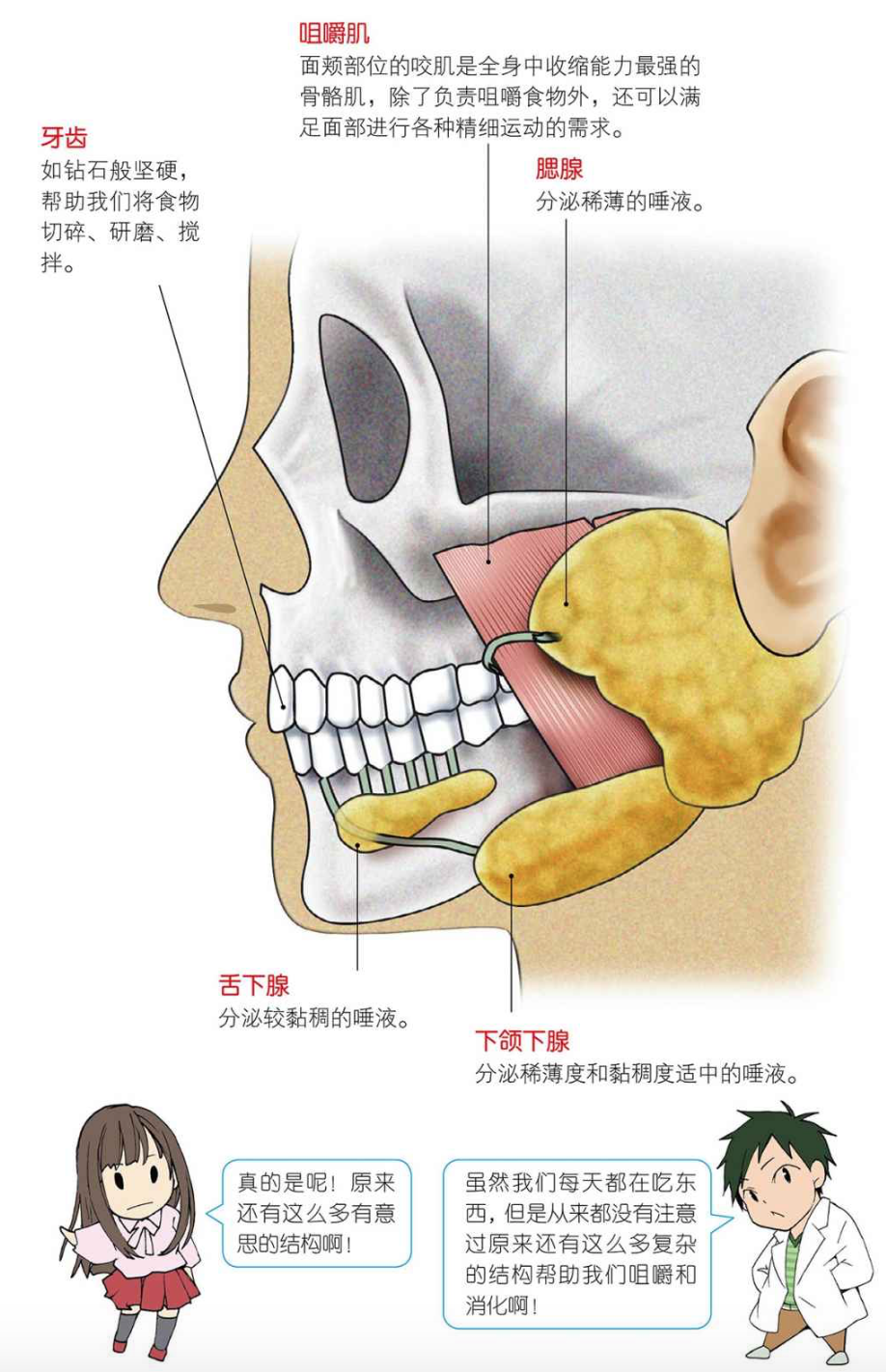 涨知识了，人的口腔还有那么多结构